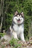 CHIEN FINNOIS DE LAPONIE 101